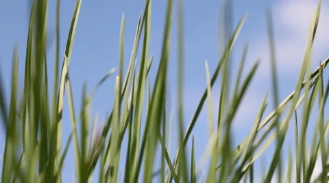 Growing of green grass. Stock Footage 49690139