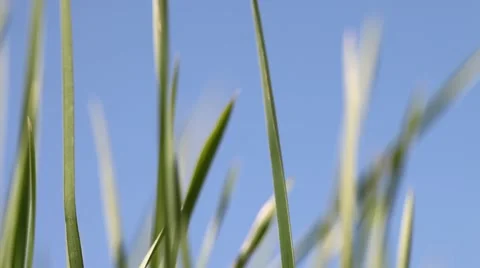 Growing of green grass. Stock Footage 49690143