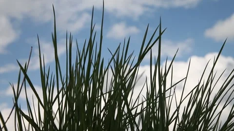 Growing of green grass. Stock Footage 49690159