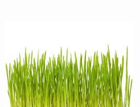 Growing green grass Stock Photos