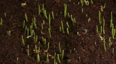Growing green grass plant Stock Footage 10771504