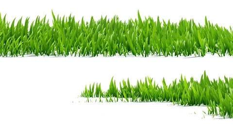 Growing green grass on white background Stock Footage 100815398