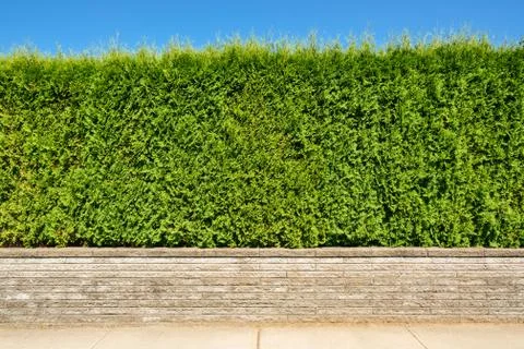 Growing green hedge on land terrace on blue sky background Stock Photos