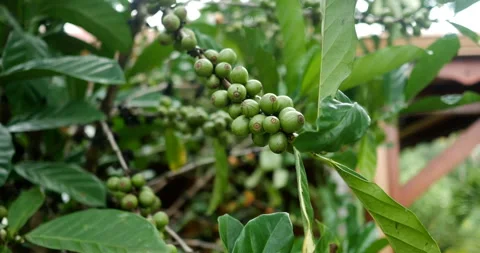 Growing green leaf and beans of Coffee tree agriculture. In countryside farm Stock Footage 103287146