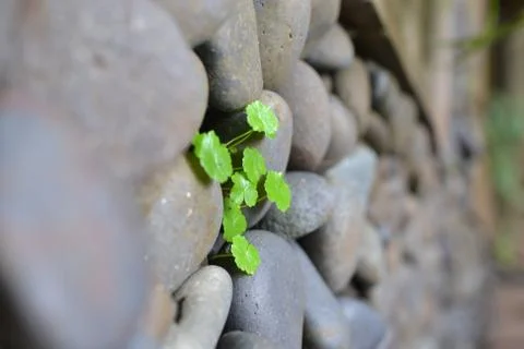 Growing green leaves between rocks Stock Photos