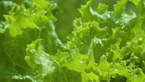 Growing green lettuce in the rain Stock Footage 135331015