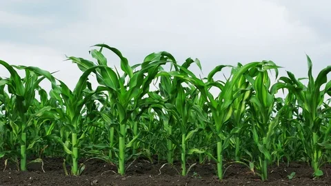 Growing Green Maize Corn Sprouts in Cultivated Agricultural Farm Field Stock Footage 79958459