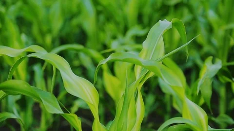 Growing Green Maize Corn Sprouts in Cultivated Agricultural Farm Field. Stock Footage 80124355