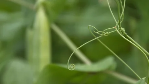 Growing green peas in the shell. Close-up. Видео 70195487