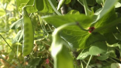 Growing green peas in the shell. Close-up. 動画素材 70195548