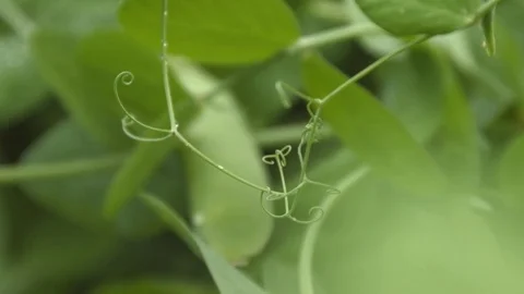 Growing green peas in the shell. Close-up. Видео 70195559