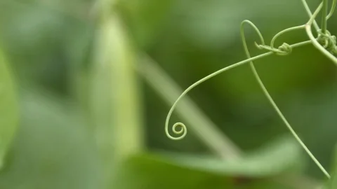 Growing green peas in the shell. Close-up. Видео 70195687