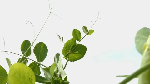 Growing green peas in the shell. Close-up. Видео 70195892