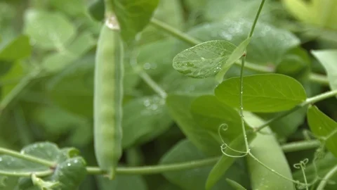 Growing green peas in the shell. Close-up. Stock Footage 70196002