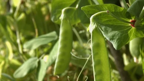 Growing green peas in the shell. Close-up. Видео 70196139