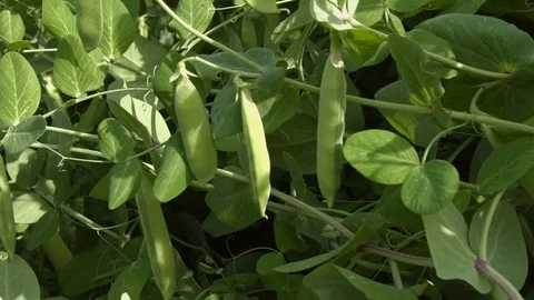 Growing green peas in the shell. Close-up. Video stock 70196156
