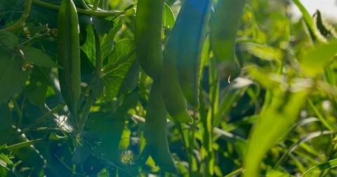 Growing green peas in the shell. Close-up. Stock Footage