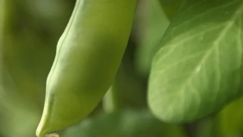 Growing green peas in the shell. Stockbeeldmateriaal 70195359