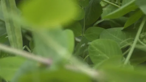 Growing green peas in the shell. Видео 70196269