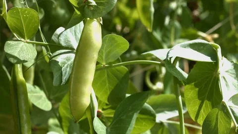 Growing green peas in the shell. Stock Footage 79969231
