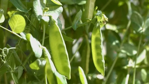 Growing green peas in the shell. Stock Footage 79969299