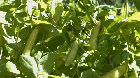 Growing green peas in the shell. Видео 79969379