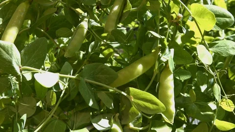 Growing green peas in the shell. Stockbeeldmateriaal 79969406