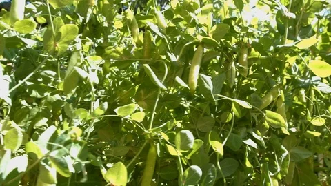 Growing green peas in the shell. Stock-Footage 79969454