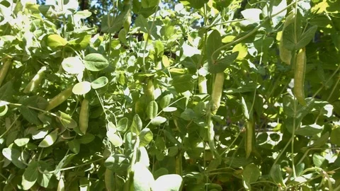 Growing green peas in the shell. Видео 79969611