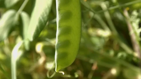 Growing green peas in the shell. Vertical pan. Close-up. Vidéo 70195867