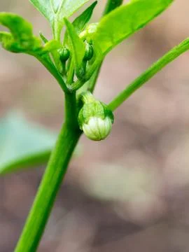 Growing green pepper Stock Photos