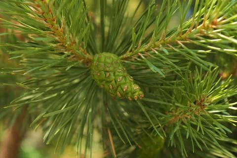 Growing green pine cone on a tree in the shade. Stock Photos