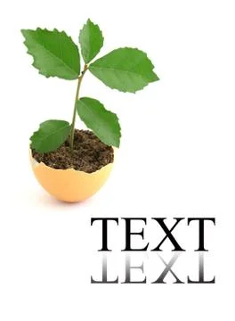 Growing green plant in egg shell on white background Stock Illustration