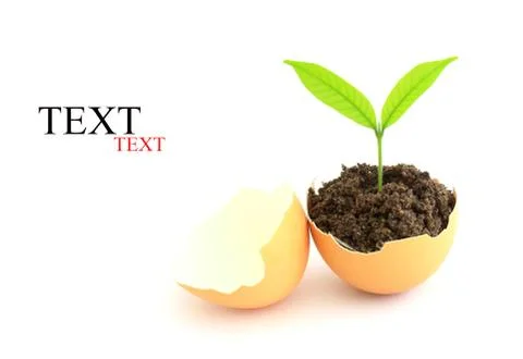 Growing green plant in egg shell on white background Stock Illustration