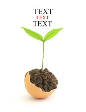 Growing green plant in egg shell on white background Stock Illustration
