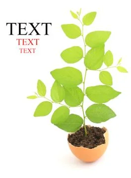 Growing green plant in egg shell on white background Stock Illustration