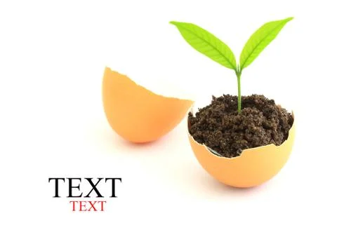 Growing green plant in egg shell on white background Stock Illustration