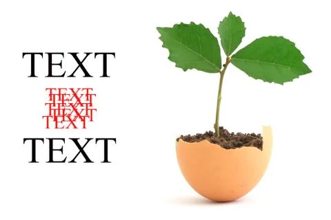 Growing green plant in egg shell on white background Stock Illustration