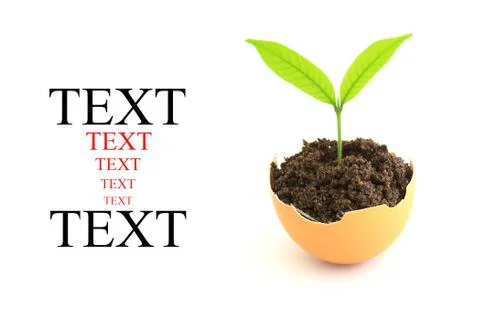 Growing green plant in egg shell on white background Stock Illustration
