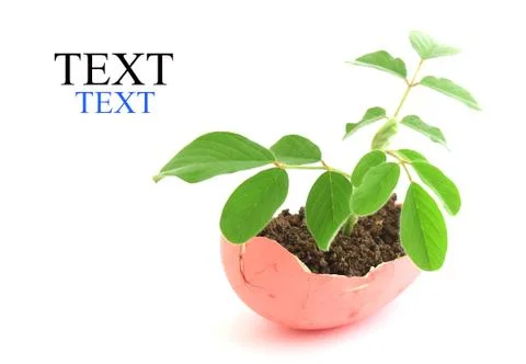 Growing green plant in egg shell on white background Stock Illustration