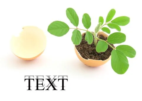 Growing green plant in egg shell on white background Stock Illustration