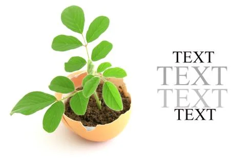 Growing green plant in egg shell on white background Stock Illustration