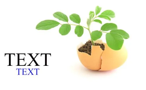 Growing green plant in egg shell on white background Stock Illustration