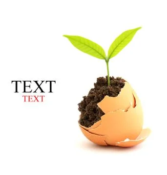 Growing green plant in egg shell on white background Stock Illustration