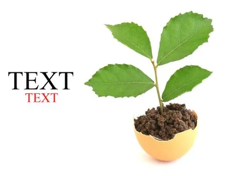 Growing green plant in egg shell on white background Stock Photos