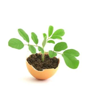 Growing green plant in egg shell on white background Foto stock