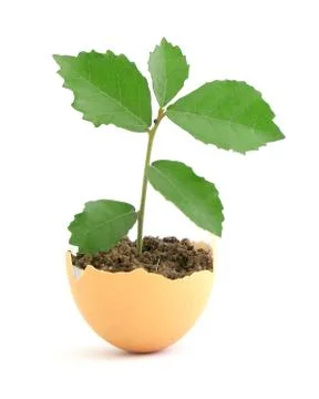 Growing green plant in egg shell on white background Stock Photos