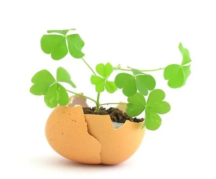 Growing green plant in egg shell on white background Фото