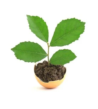Growing green plant in egg shell on white background Фото