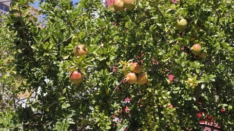 Growing green pomegranate on the tree Video stock 116735971